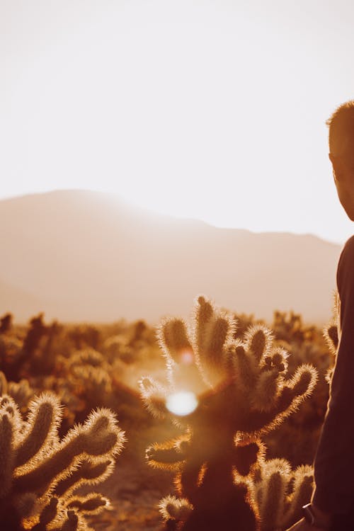 Free View of Cacti on a Field and Mountains in the Background at Sunset  Stock Photo