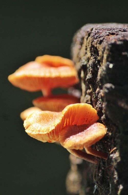 Free Detailed close-up of bright orange mushrooms growing on a tree trunk in an Indian forest. Stock Photo