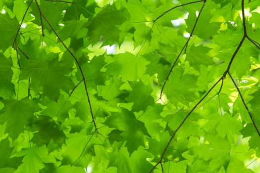 Close-up of fresh green maple leaves with branches showcasing spring growth.
