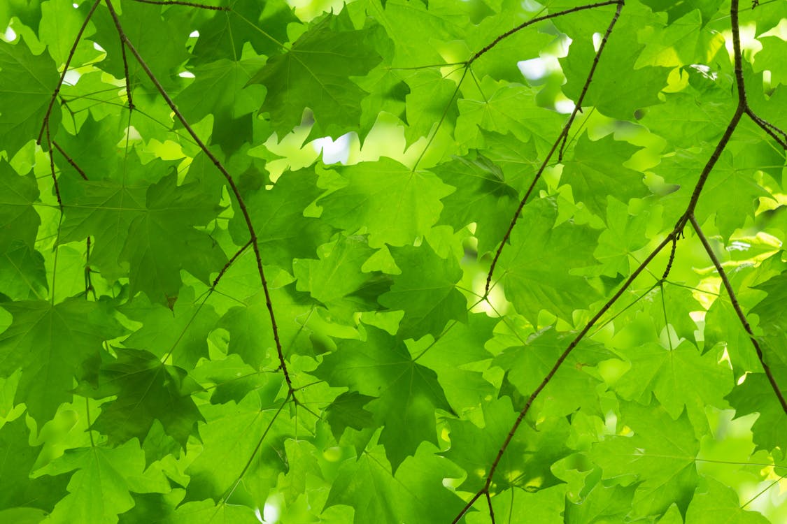 Close-up of Fresh Green Maple Leaves 