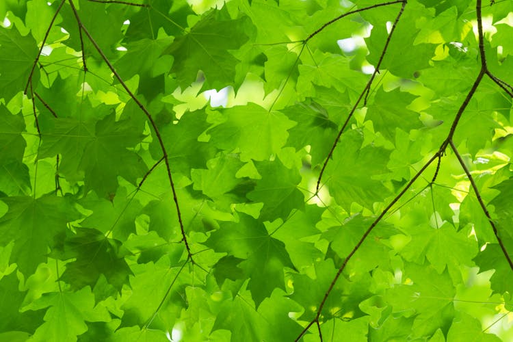 Close-up Of Fresh Green Maple Leaves 