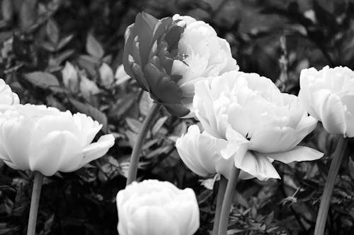 Grayscale Photography of Chinese Peonies