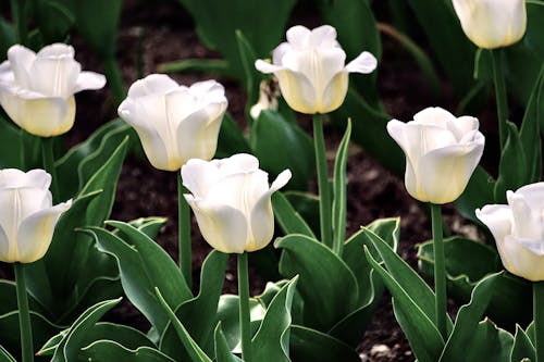 Free White Tulips in Garden Stock Photo