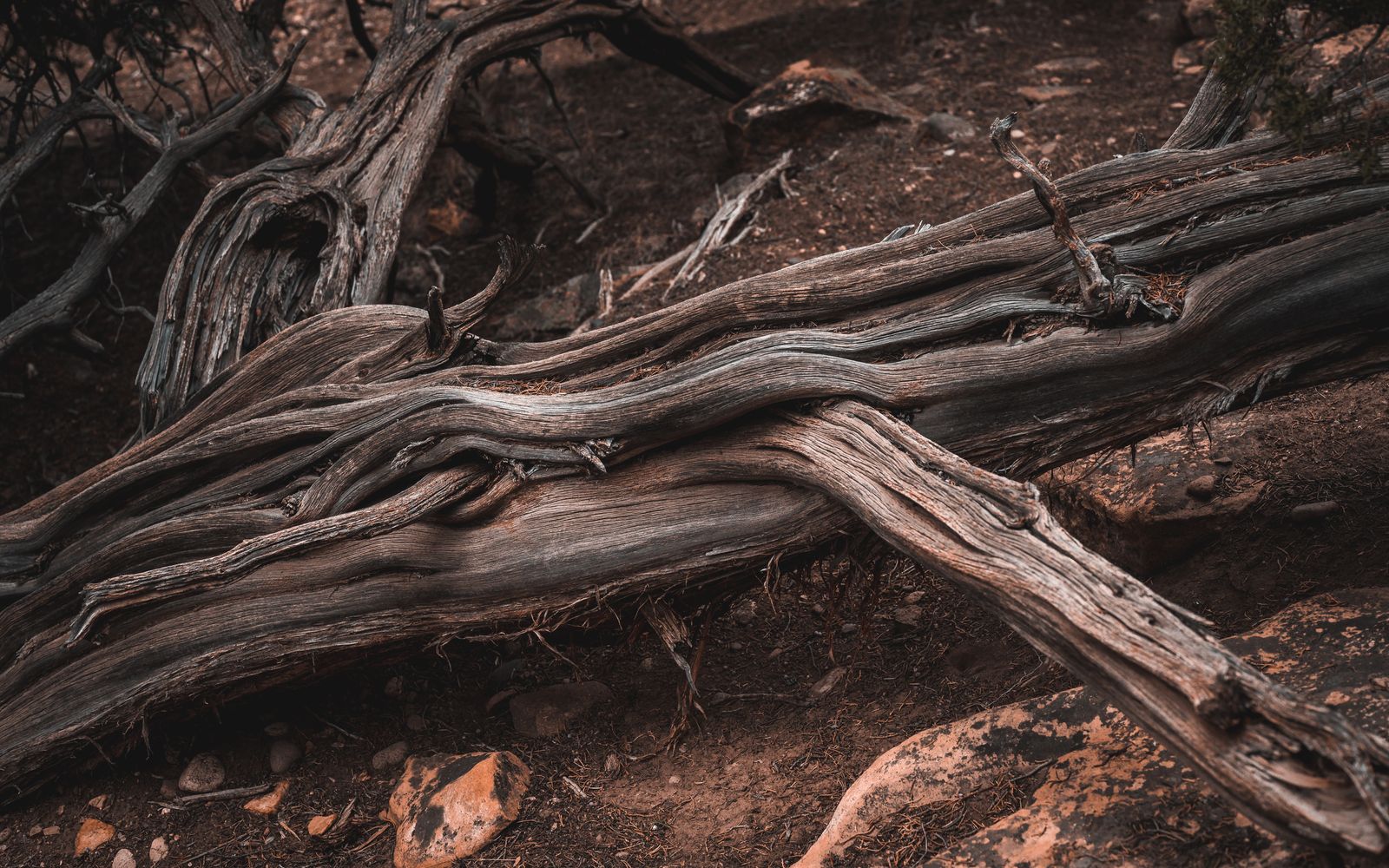 Weathered tree roots and deadwood on dry, bare soil.