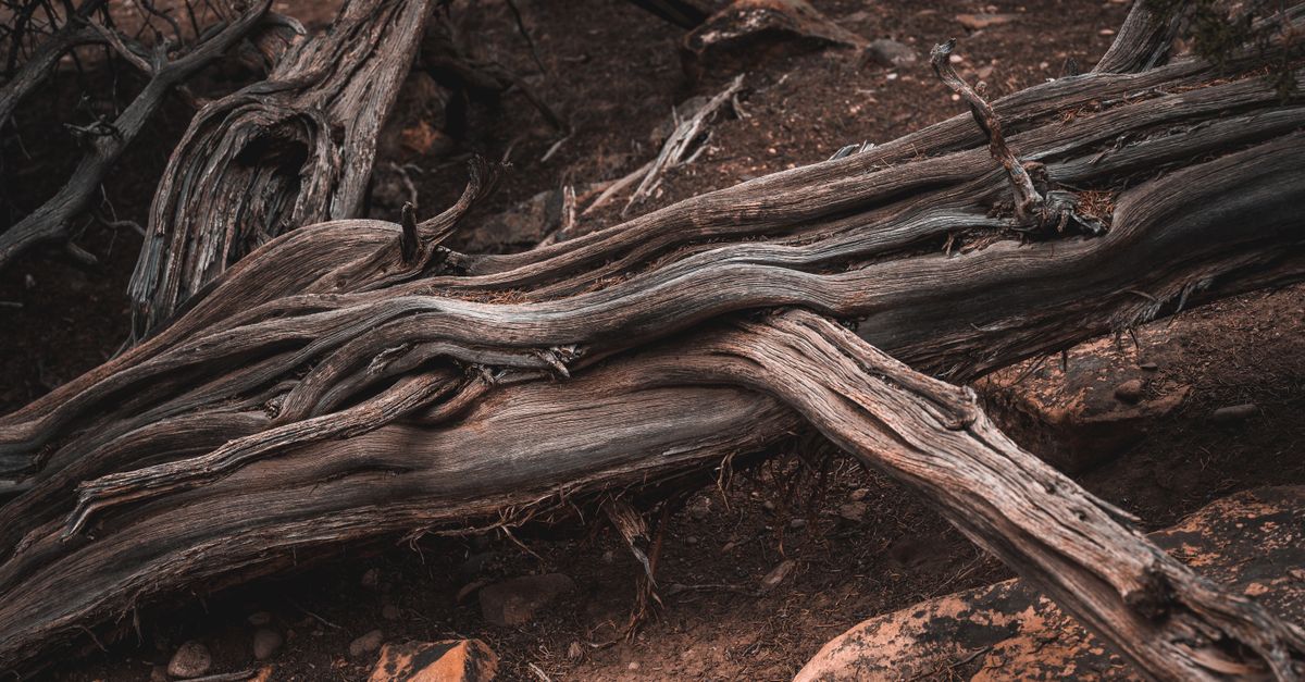Dry Roots Tree Roots Dry Tree Roots on the Ground · Free Stock Photo