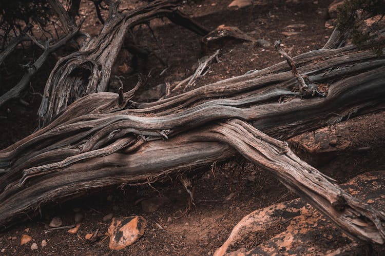 Dry Tree Roots On The Ground