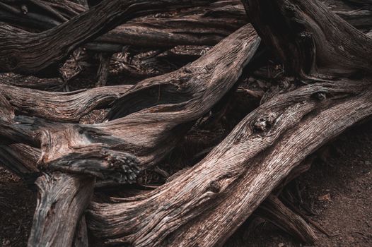 Old Wood on Ground