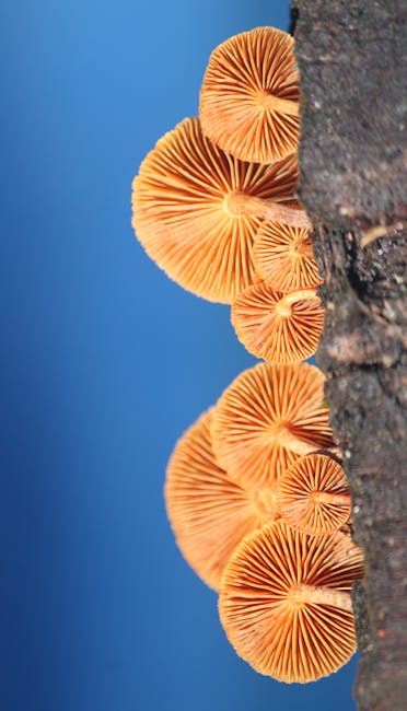 Tali Putri (Cassytha filiformis) - Featured Image