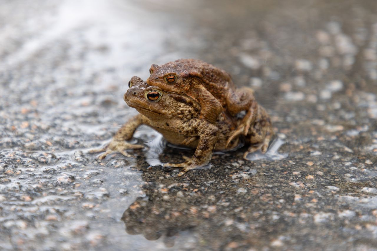 close up photo of frogs engaging in mating behavior on a wet surface s