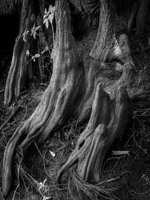 De franc Foto d'estoc gratuïta de arbre, arrels, blanc i negre Foto d'estoc