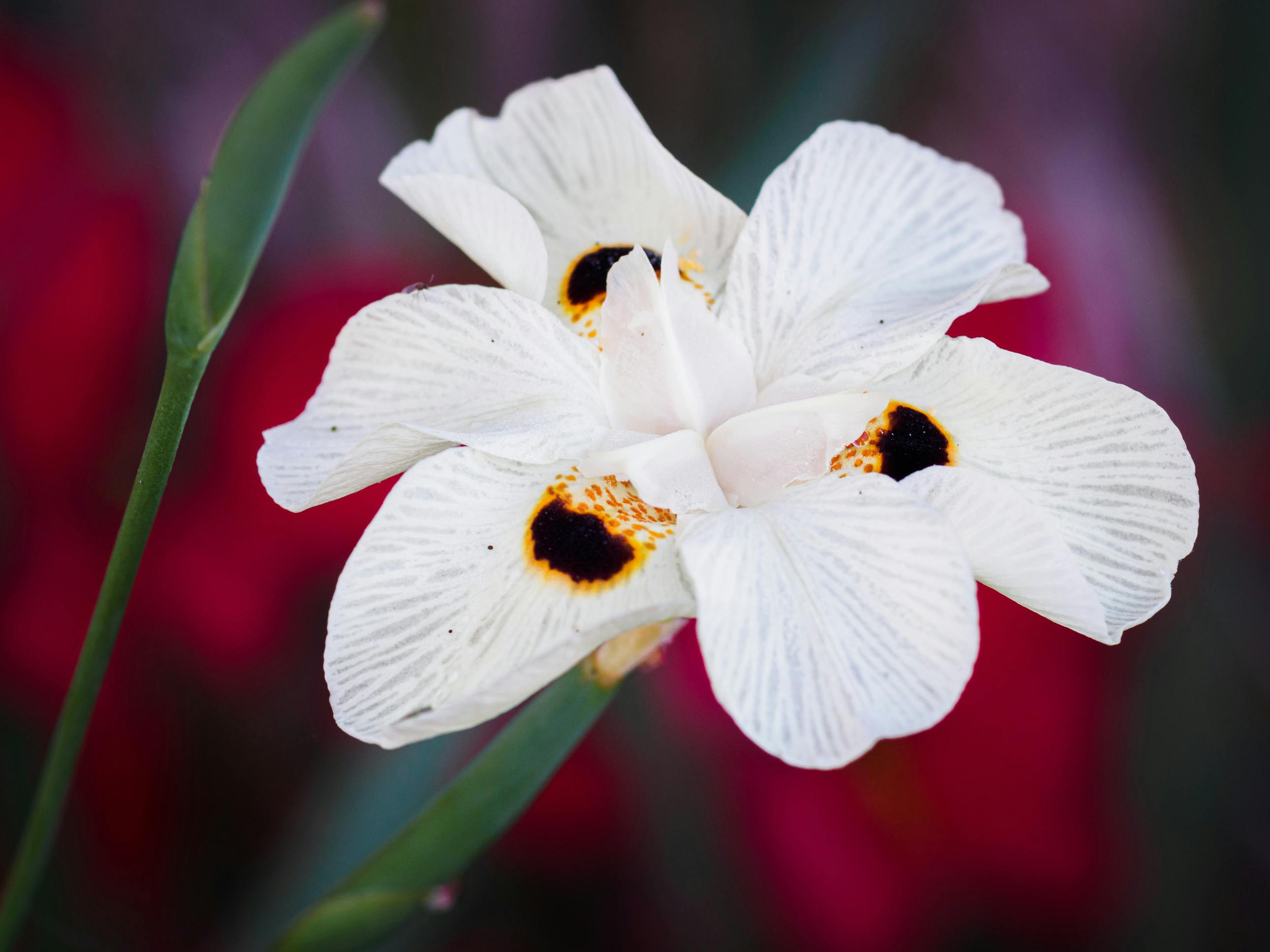 What 3 diets should you avoid?