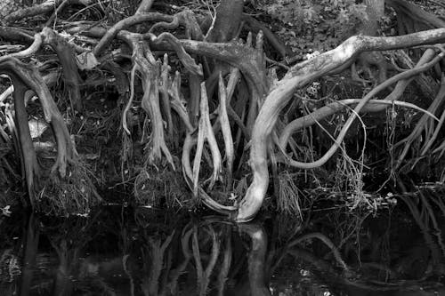Grayscale Photo of Roots Beside a Pond