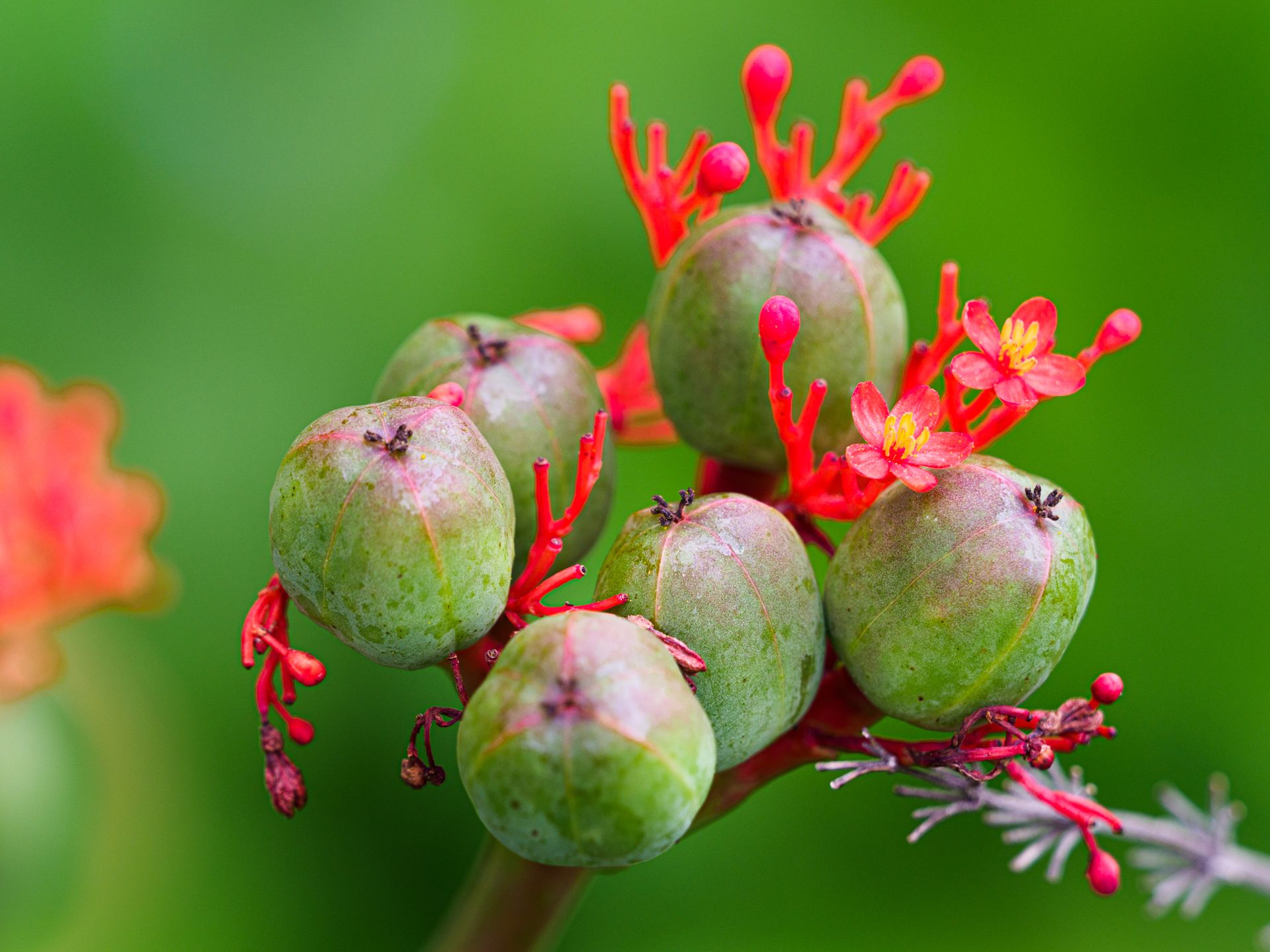 Detailed close-up of Jatropha podagrica with vibrant red flowers and green buds against a soft blurred background.