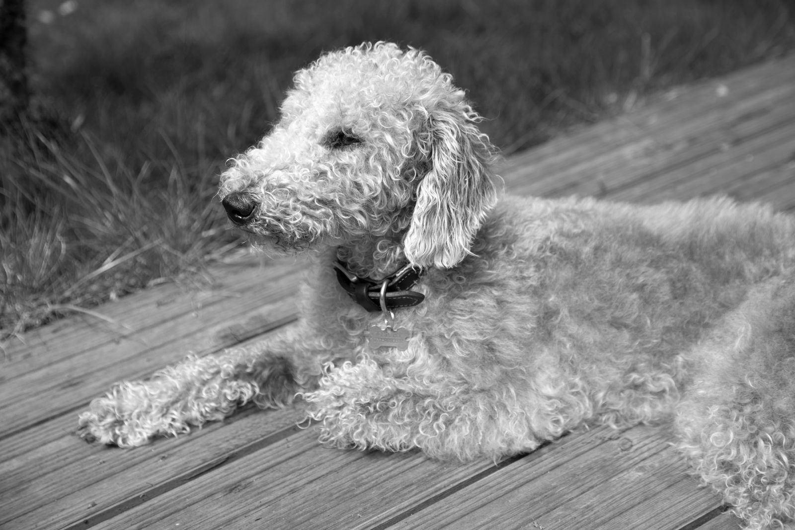 Adult Bedlington Terrier in profile showing the distinctive lamb-like silhouette and curly coat, photo on Pexels