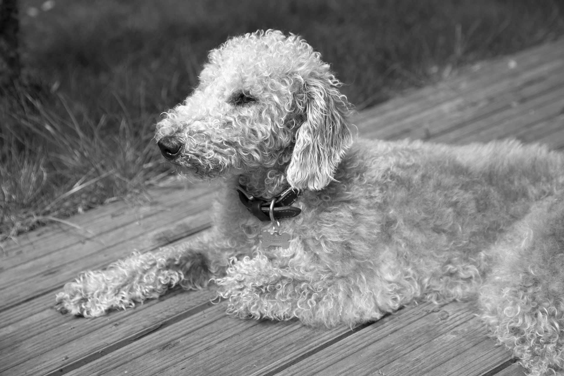 Grijsschaalfoto van een Bedlingtonterrier