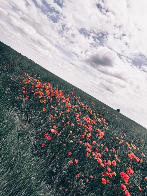 Free stock photo of flowers, poppy, red Stock Photo