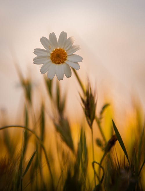 A Daisy with a Blurred Background
