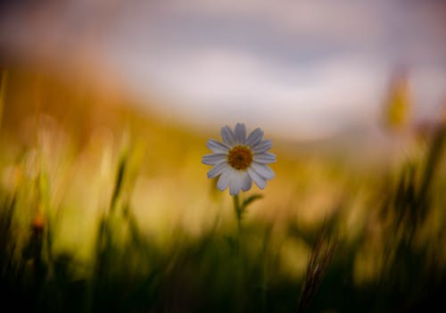 Chamomile Flower Growing in Field