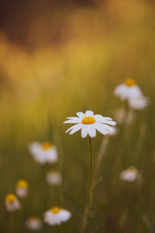 Free A Daisy with a Blurred Background Stock Photo