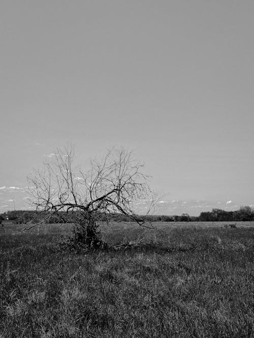 Free stock photo of landscape background, tree