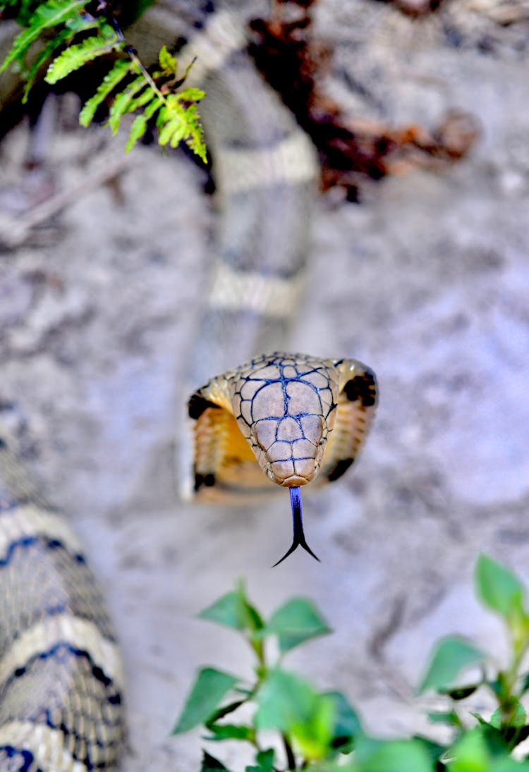 Overhead Shot Of A King Cobra