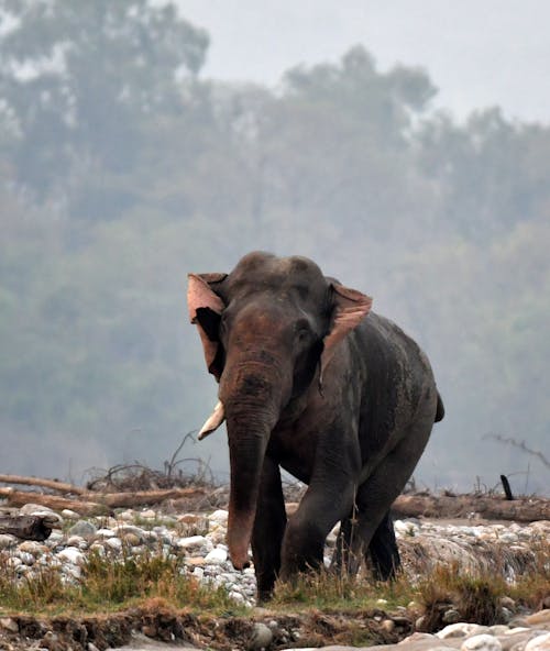 Free stock photo of asian elephant, elephant, encounter Stock Photo