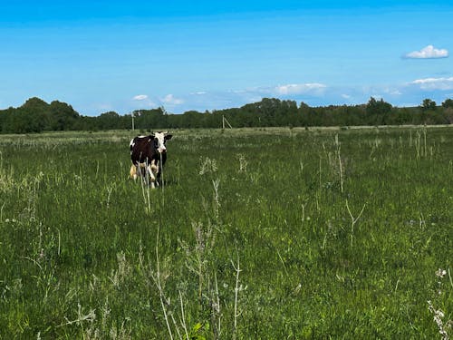 Free stock photo of cow, field, landscape