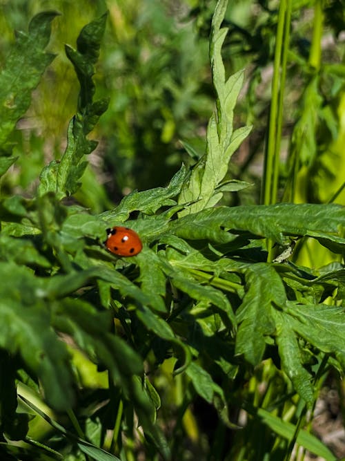 Free stock photo of insect, ladybug, nature