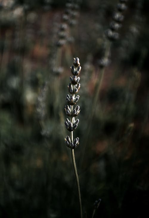 Lavender with a Blurred Background