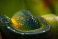 Slither Images