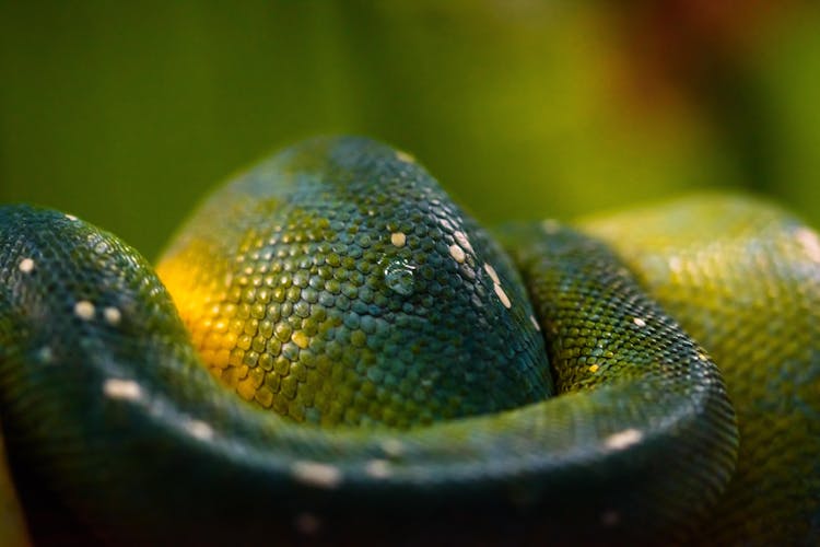 Raindrop On Snake Skin