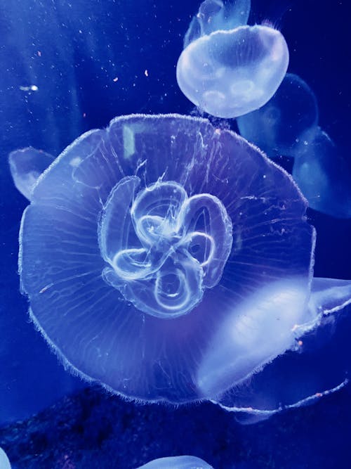 A Jellyfish Underwater