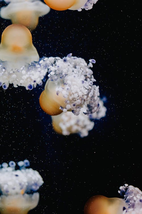 Underwater Photography of Jellyfish