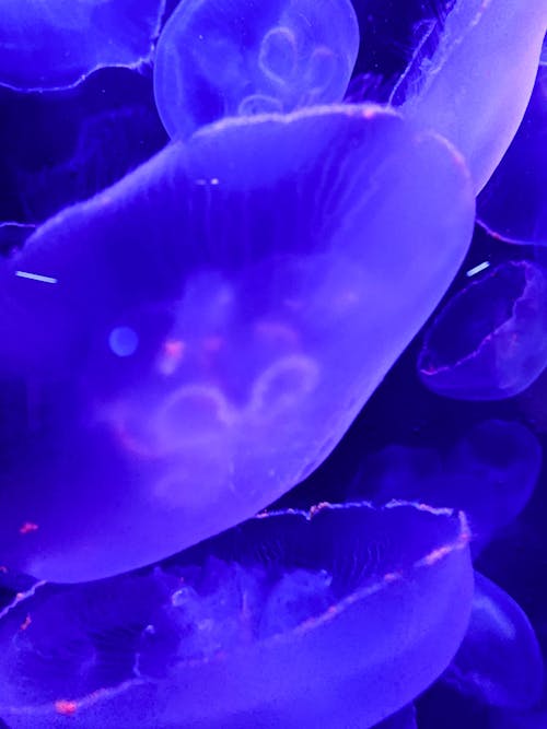 Underwater Photography of Jellyfish