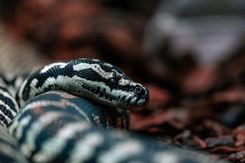 Безкоштовне стокове фото на тему «Python, впритул, змія» стокове фото