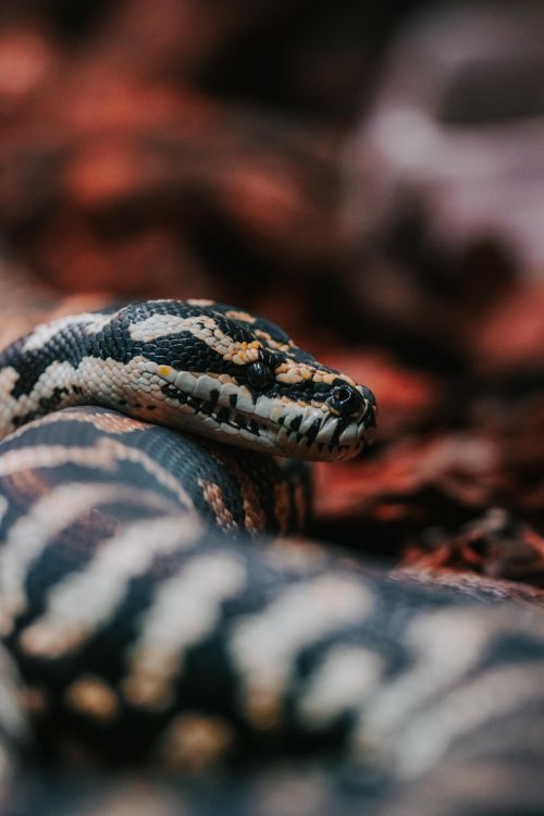 Close-up on Resting Python 路 Free Stock Photo