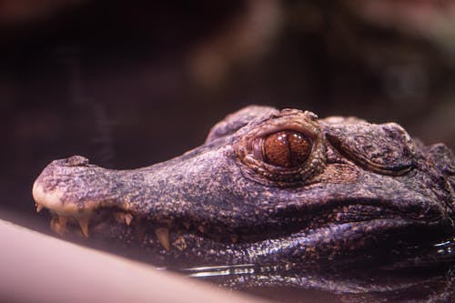 Close up of a Crocodile