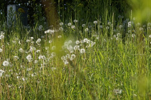 Fotobanka s bezplatnými fotkami na tému biele kvety, hracie pole, jemný