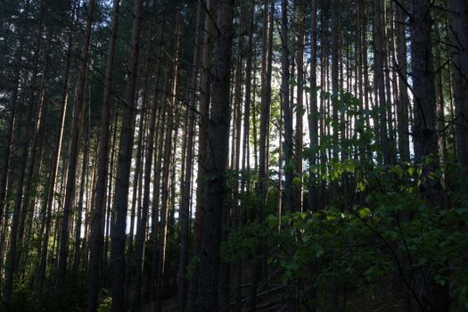 Peaceful forest view with tall pine trees and sunlight filtering through leaves.
