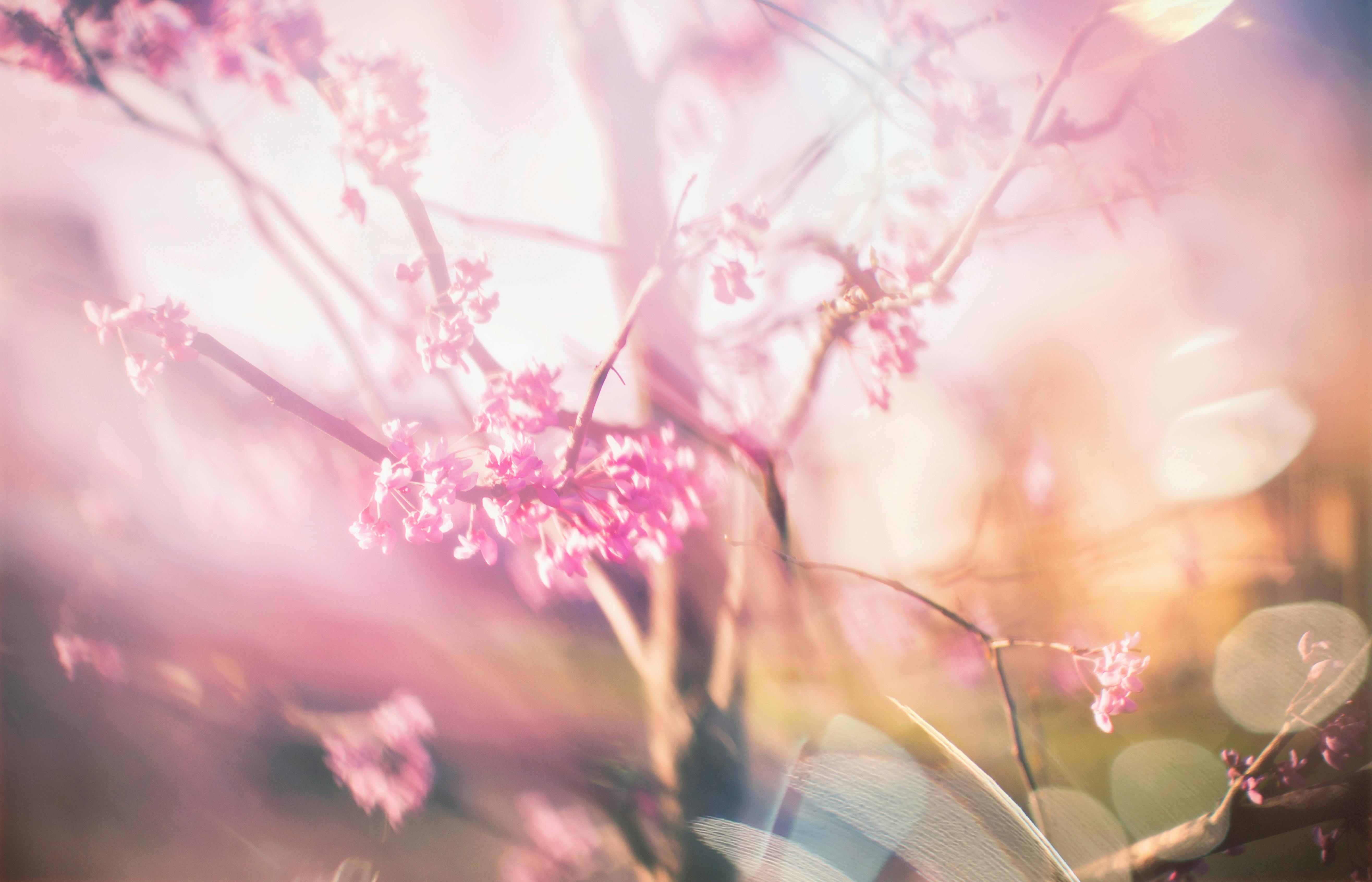 Soft focus image of blooming cherry blossoms with a dreamy pastel background.