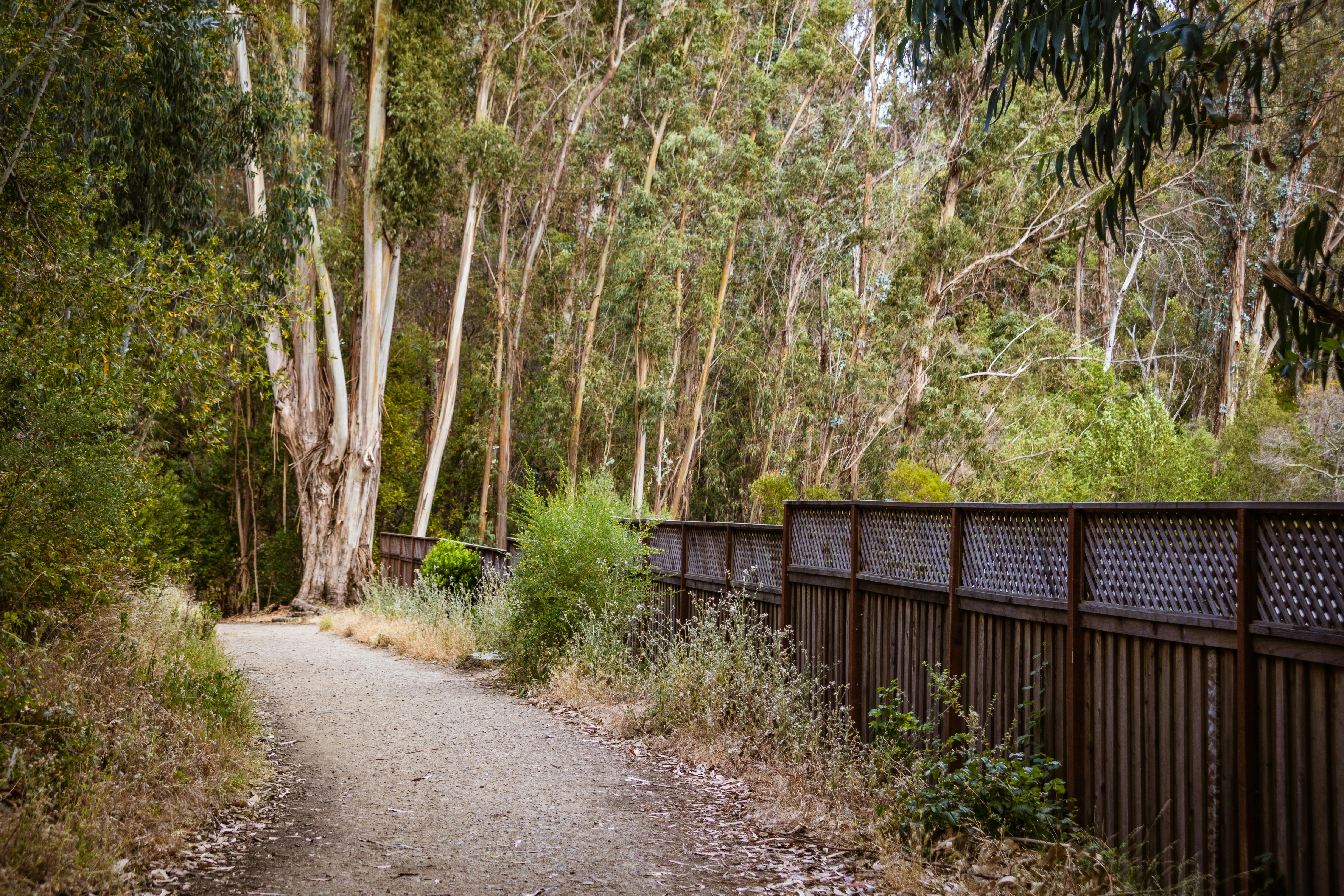 A tranquil path through a dense forest with a rustic wooden fence, perfect for nature walks.