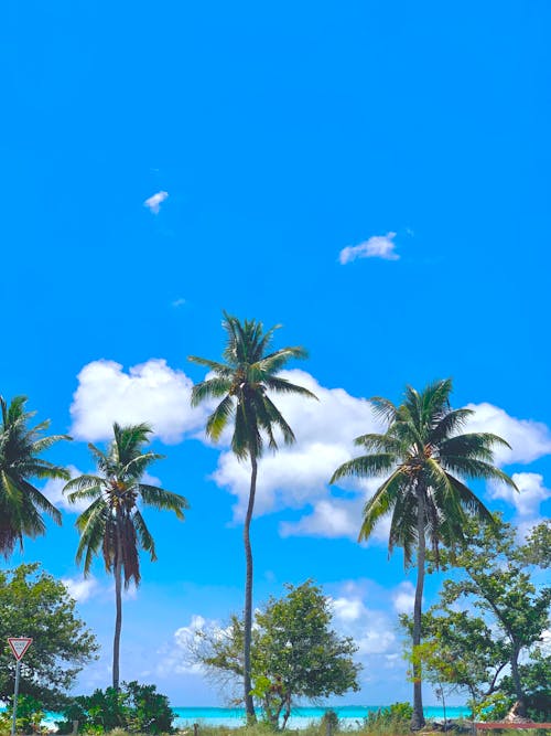 Palm Trees Against Blue Sky