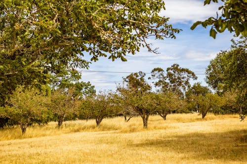 Imagine de stoc gratuită din câmp de iarbă, cer albastru, copaci verzi