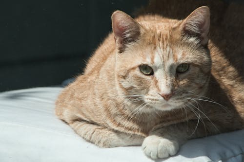 무료 흰색 이불에 누워 주황색 줄무늬 고양이의 클로즈업 사진 스톡 사진