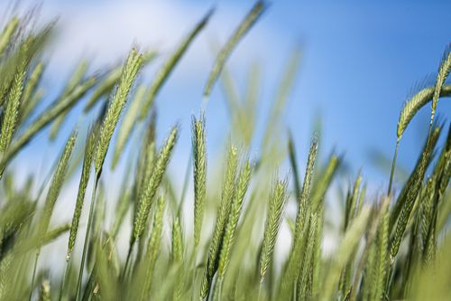 Free Close-up view of a vibrant wheat field against a clear blue sky, highlighting nature's beauty. Stock Photo