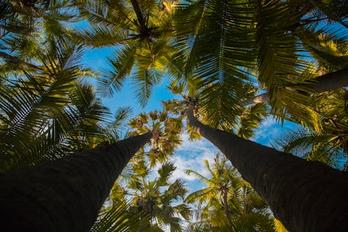 Green Palm Trees in Low-Angle Photography