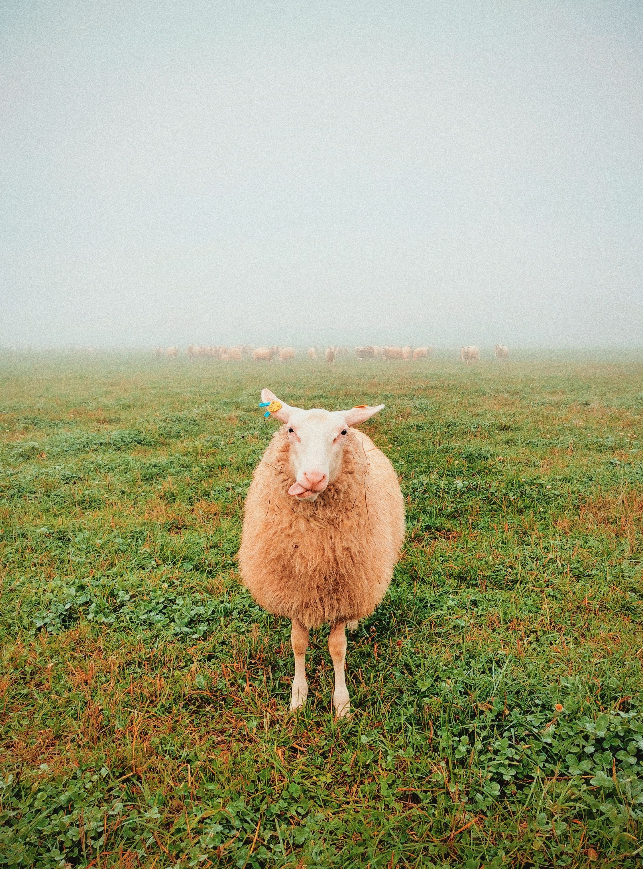 Brown Sheep on Green Grass Field · Free Stock Photo