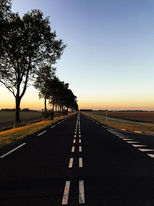 Road With Trees