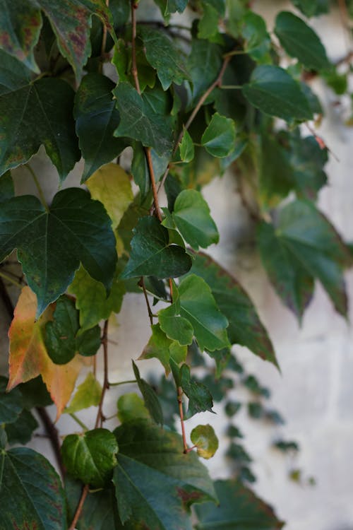 Foto d'estoc gratuïta de fotografia de planta, fulles verdes, Planta verda