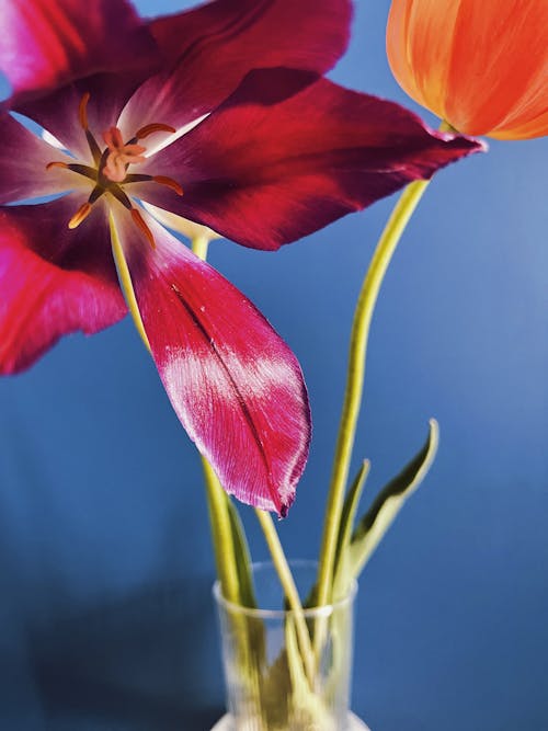 A Tulip in Full Bloom